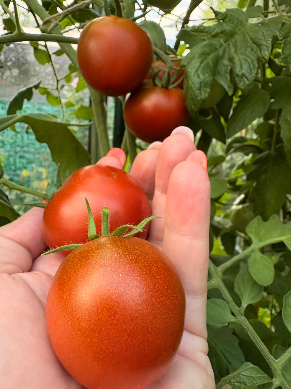 Paul Robson Tomaten Samen