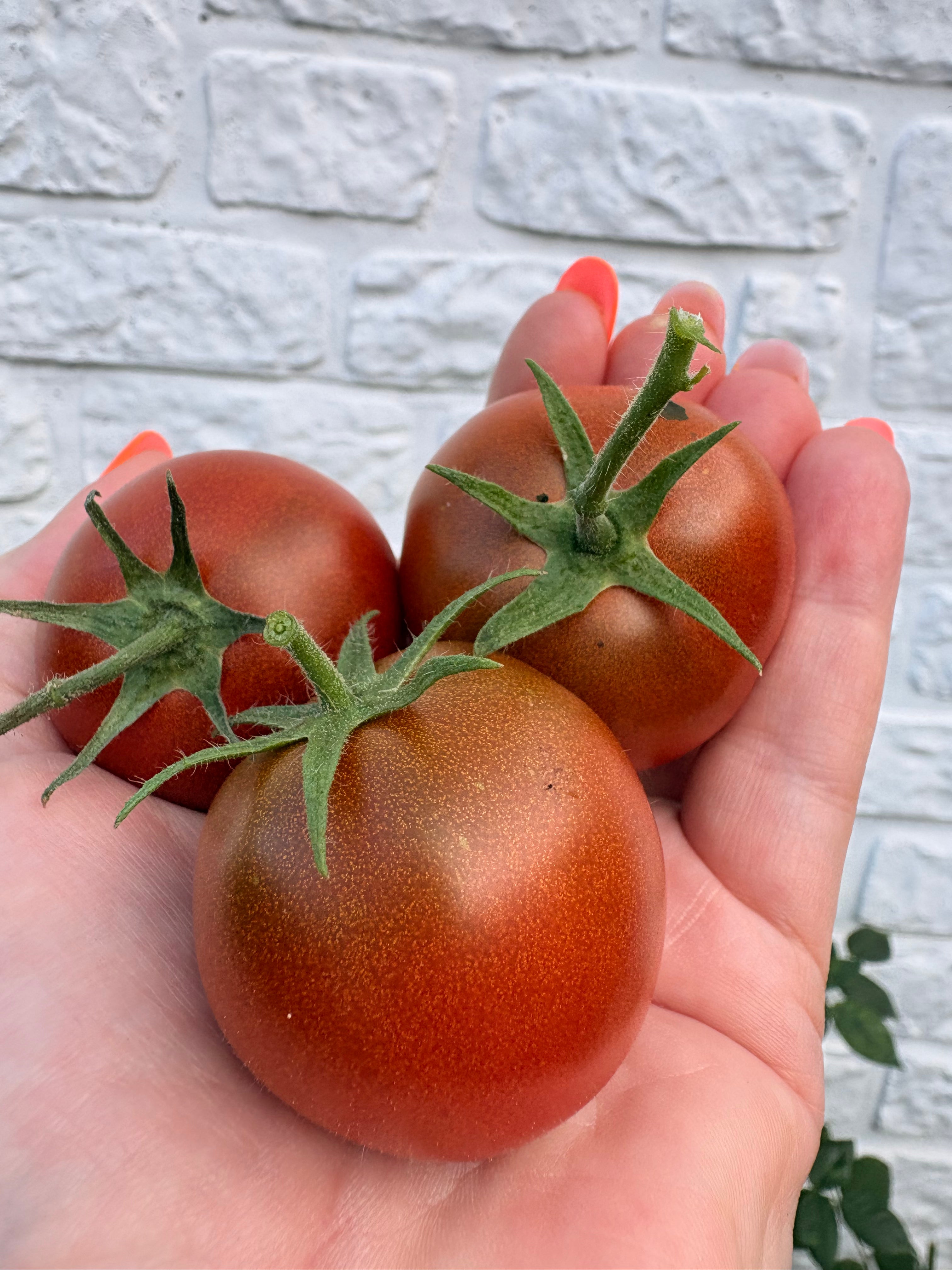 Paul Robson Tomaten Samen