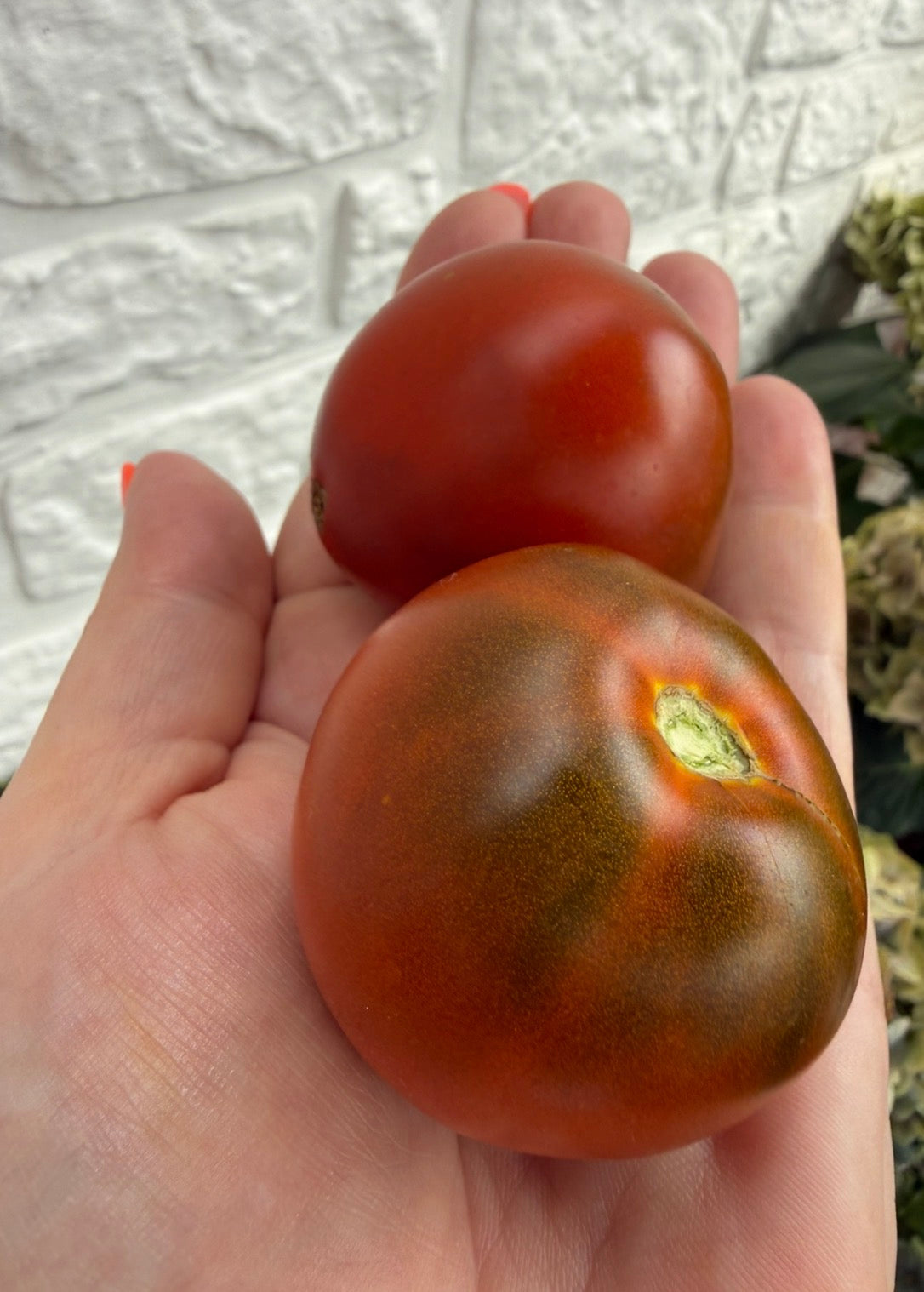 Paul Robson Tomaten Samen