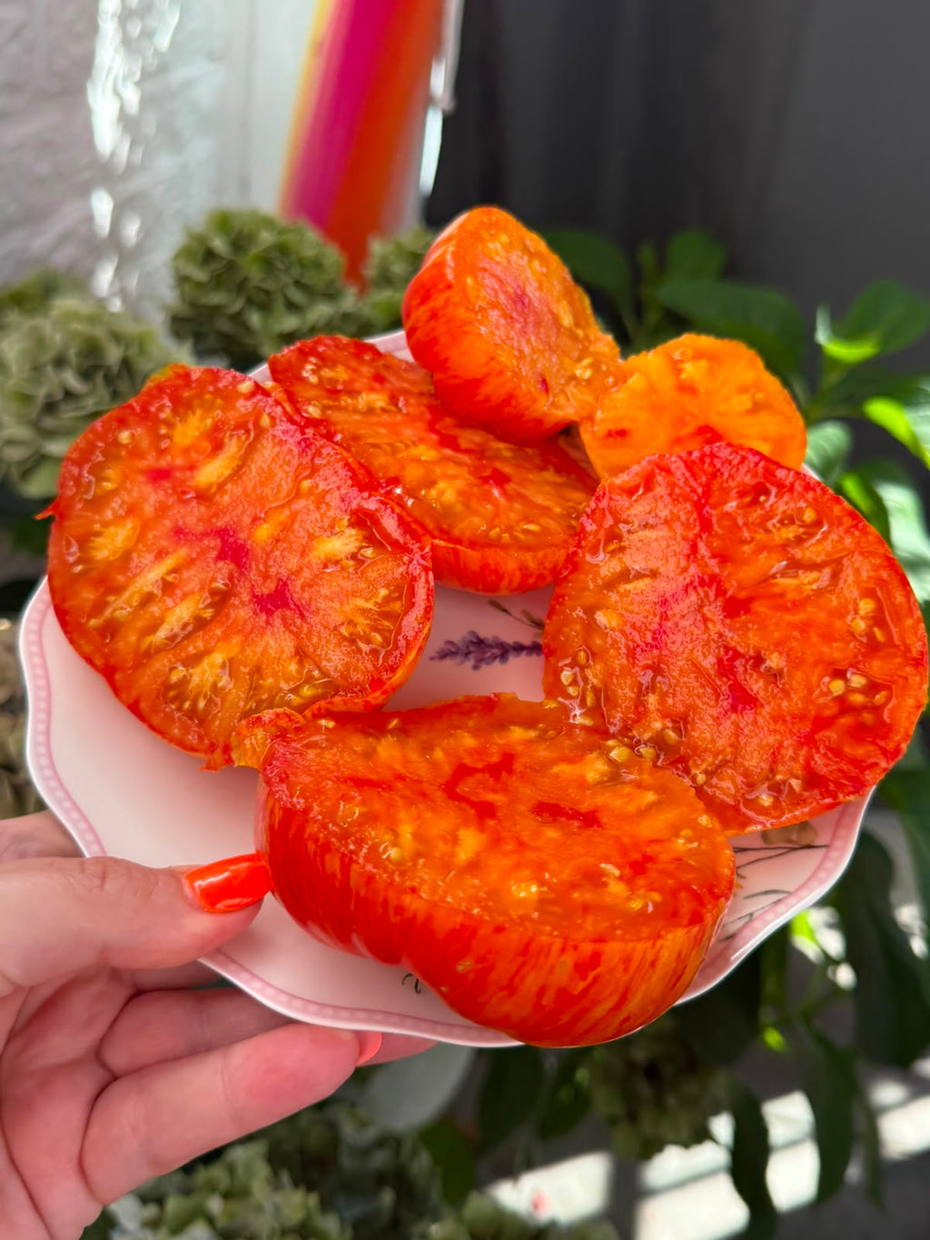 Tomaten Samen - Plan 9 from outer Space
