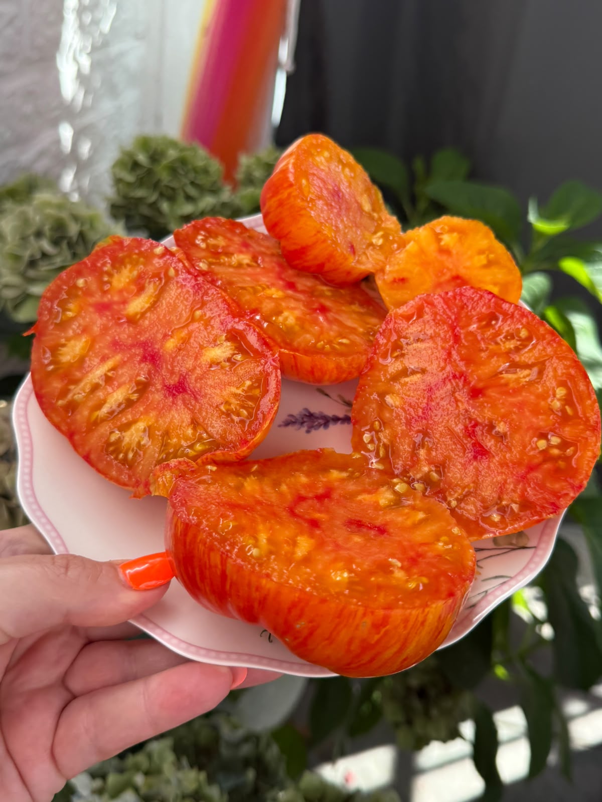 Tomaten Samen - Plan 9 from outer Space