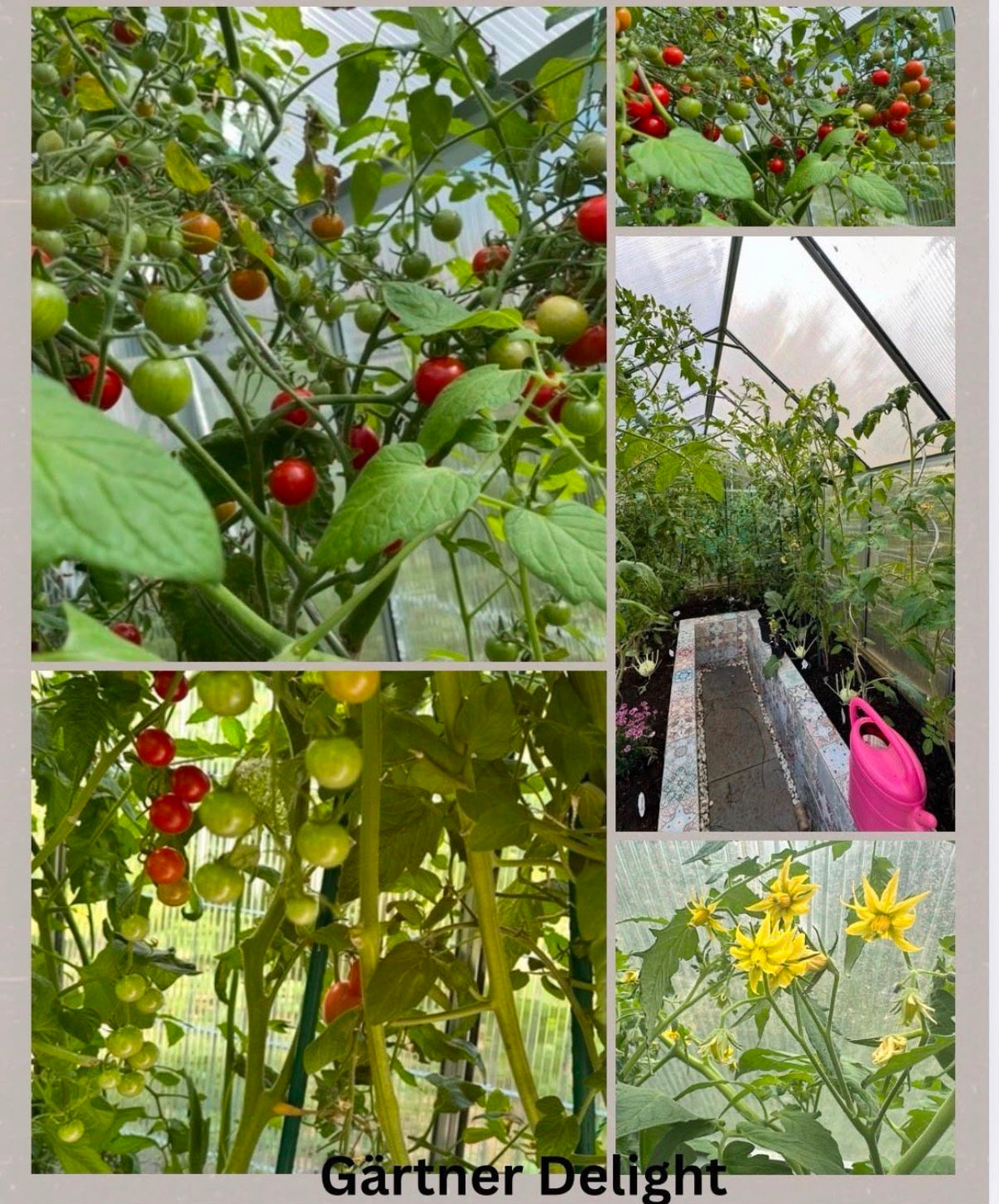 Gärtner Delight - Tomaten Samen