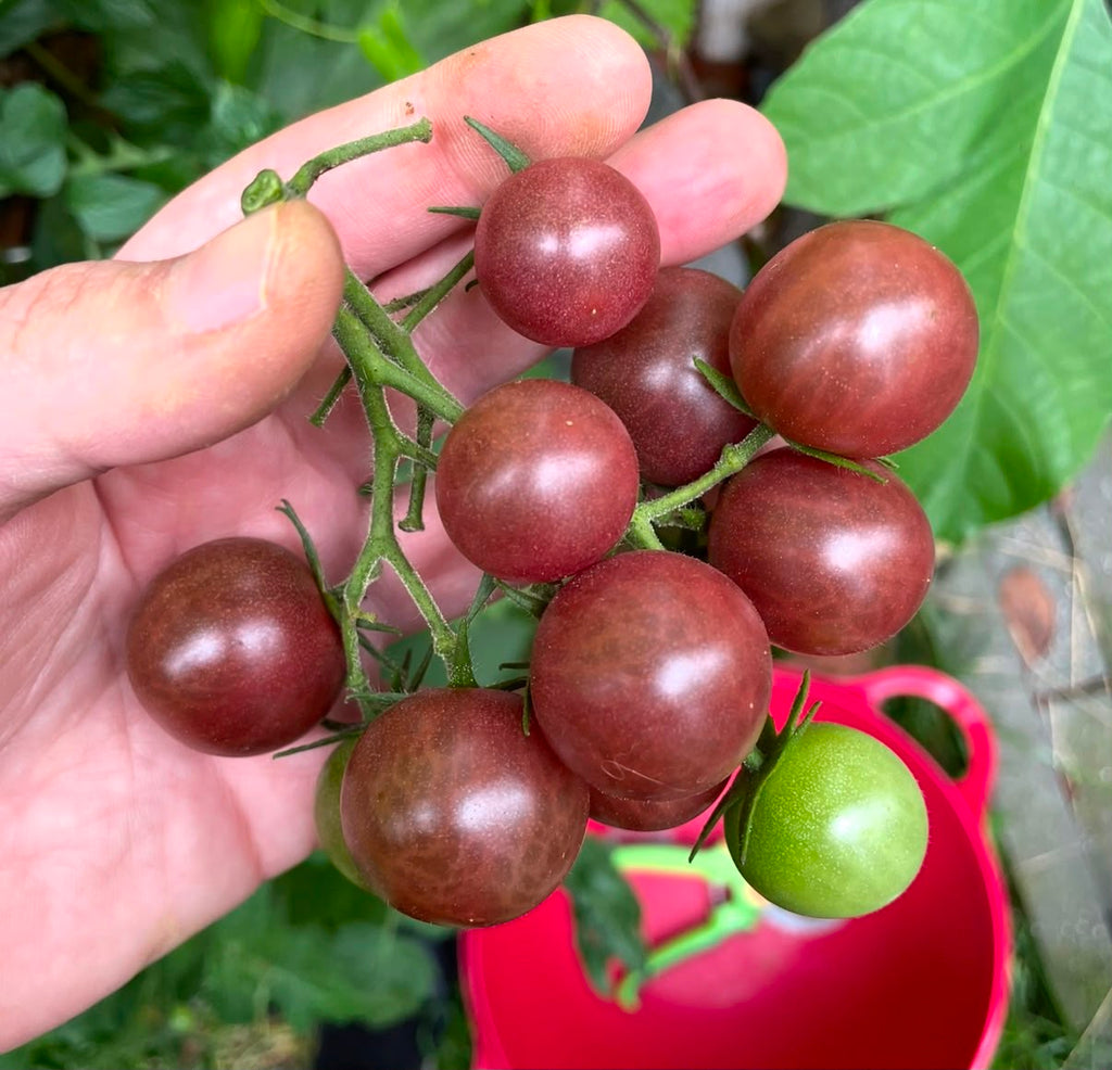 Tomaten Samen - Black Opal