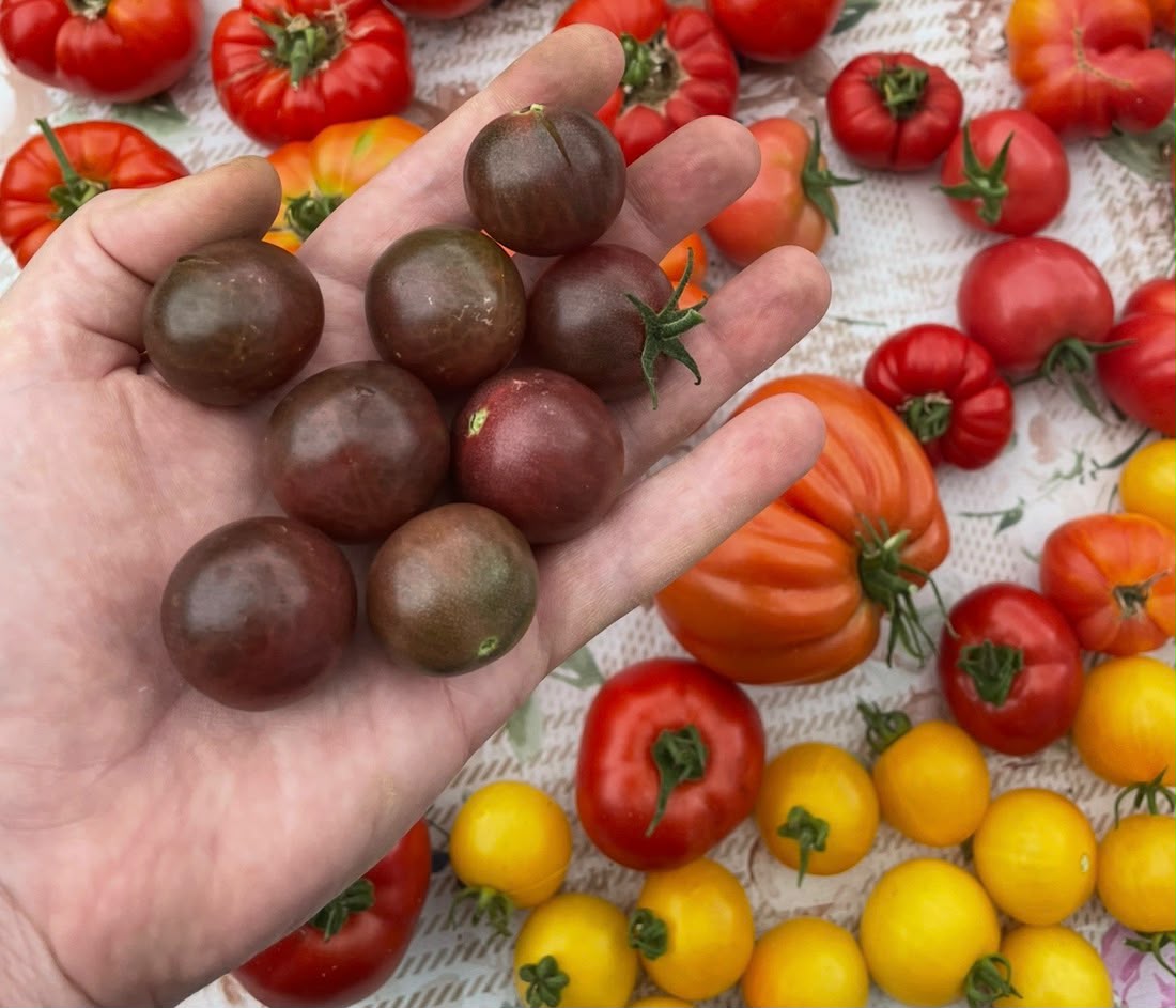Tomaten Samen - Black Opal