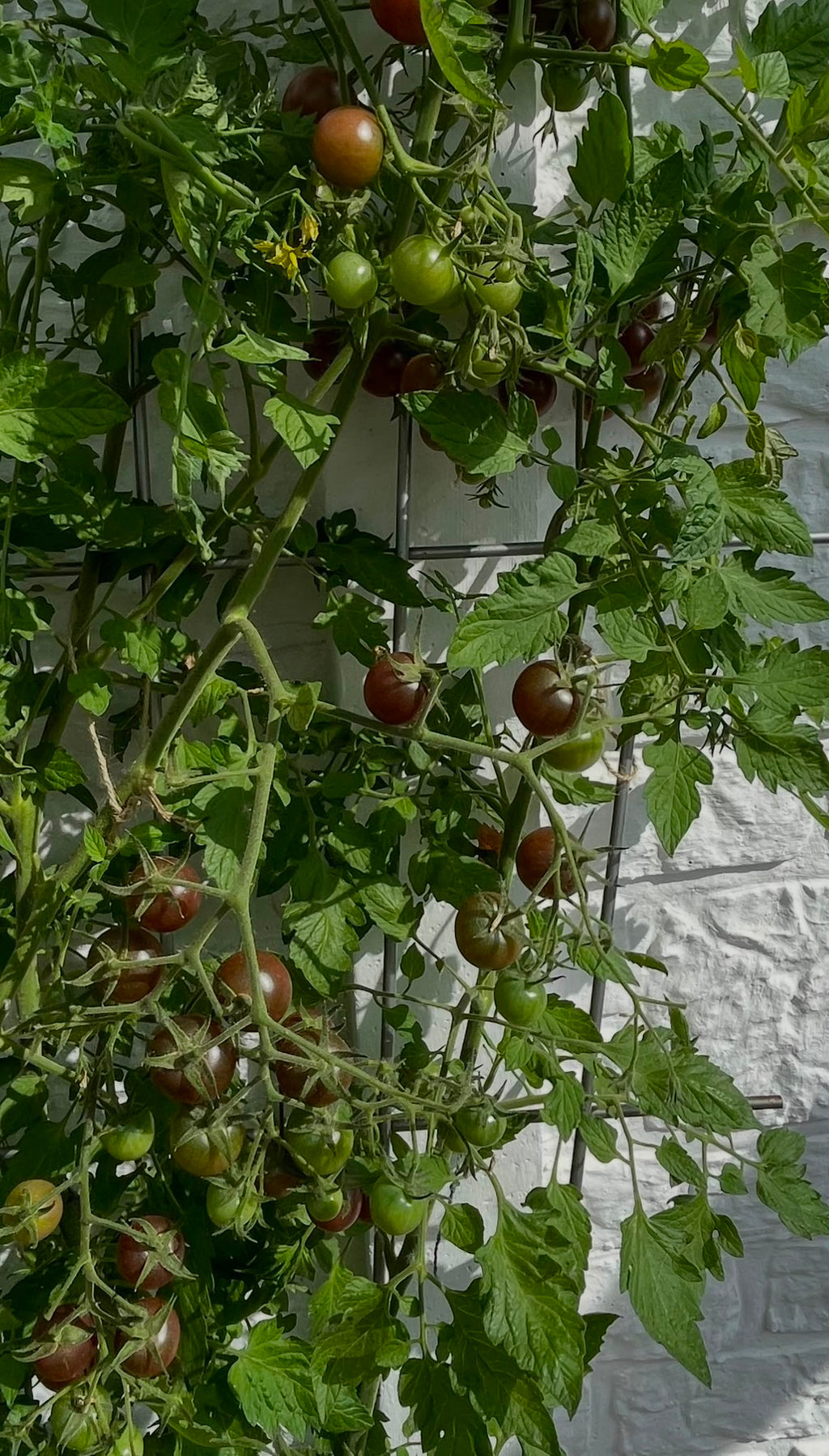 Tomaten Samen - Black Opal