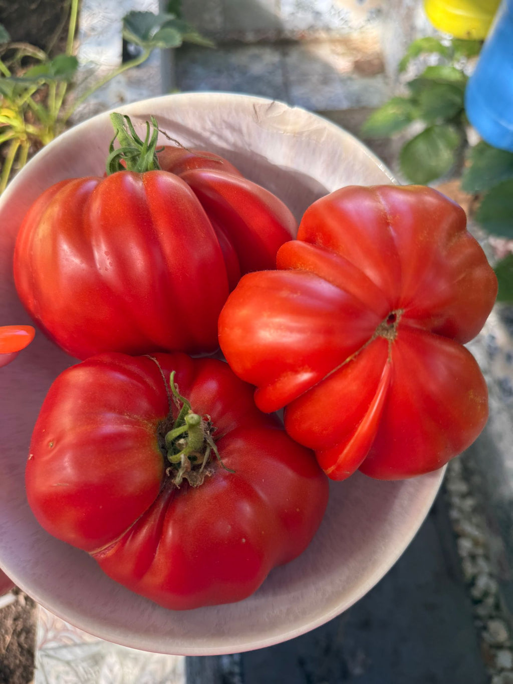 Tomaten Samen - Gigante Francese di Grenoble