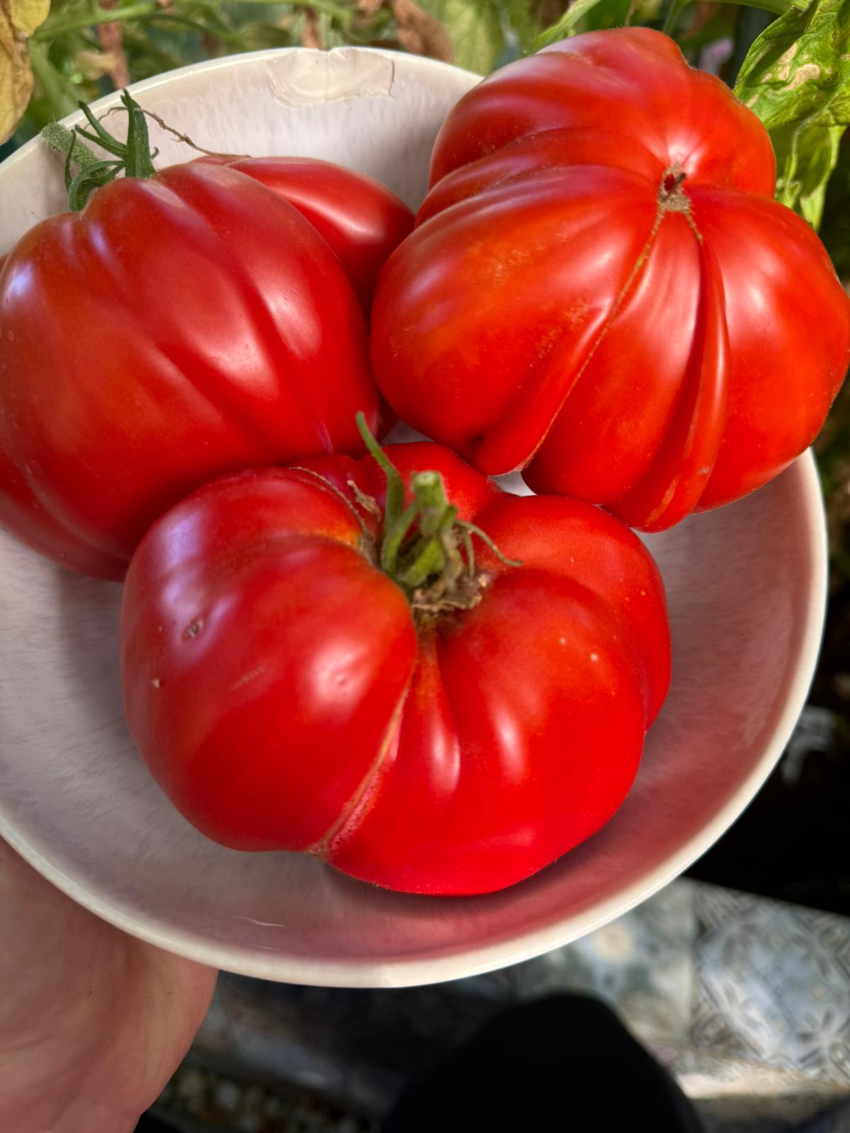 Tomaten Samen - Gigante Francese di Grenoble