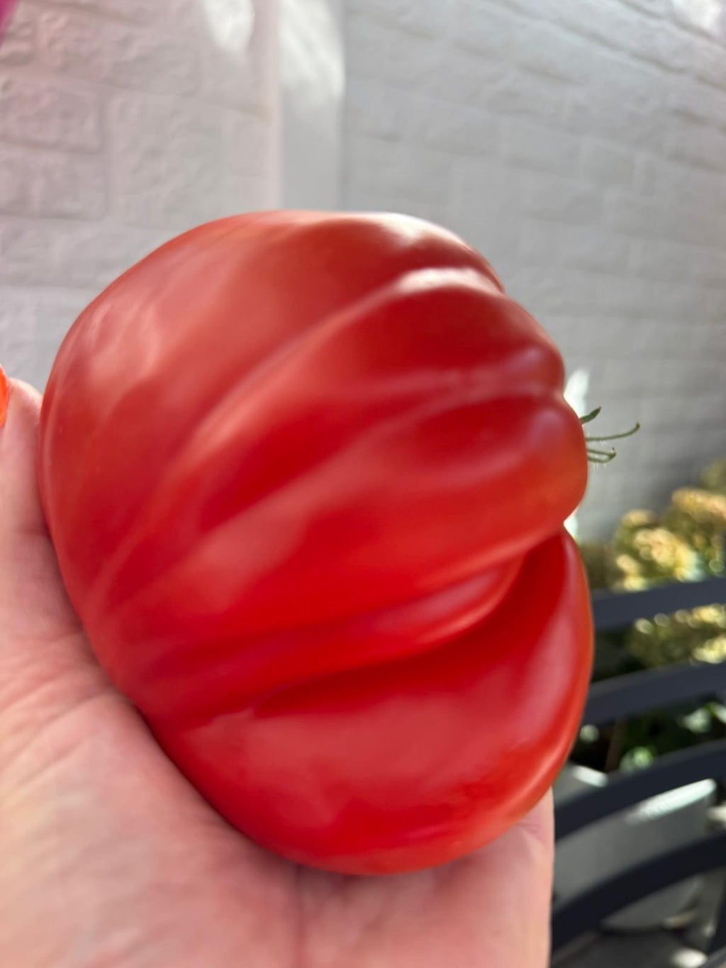 Tomaten Samen - Gigante Francese di Grenoble