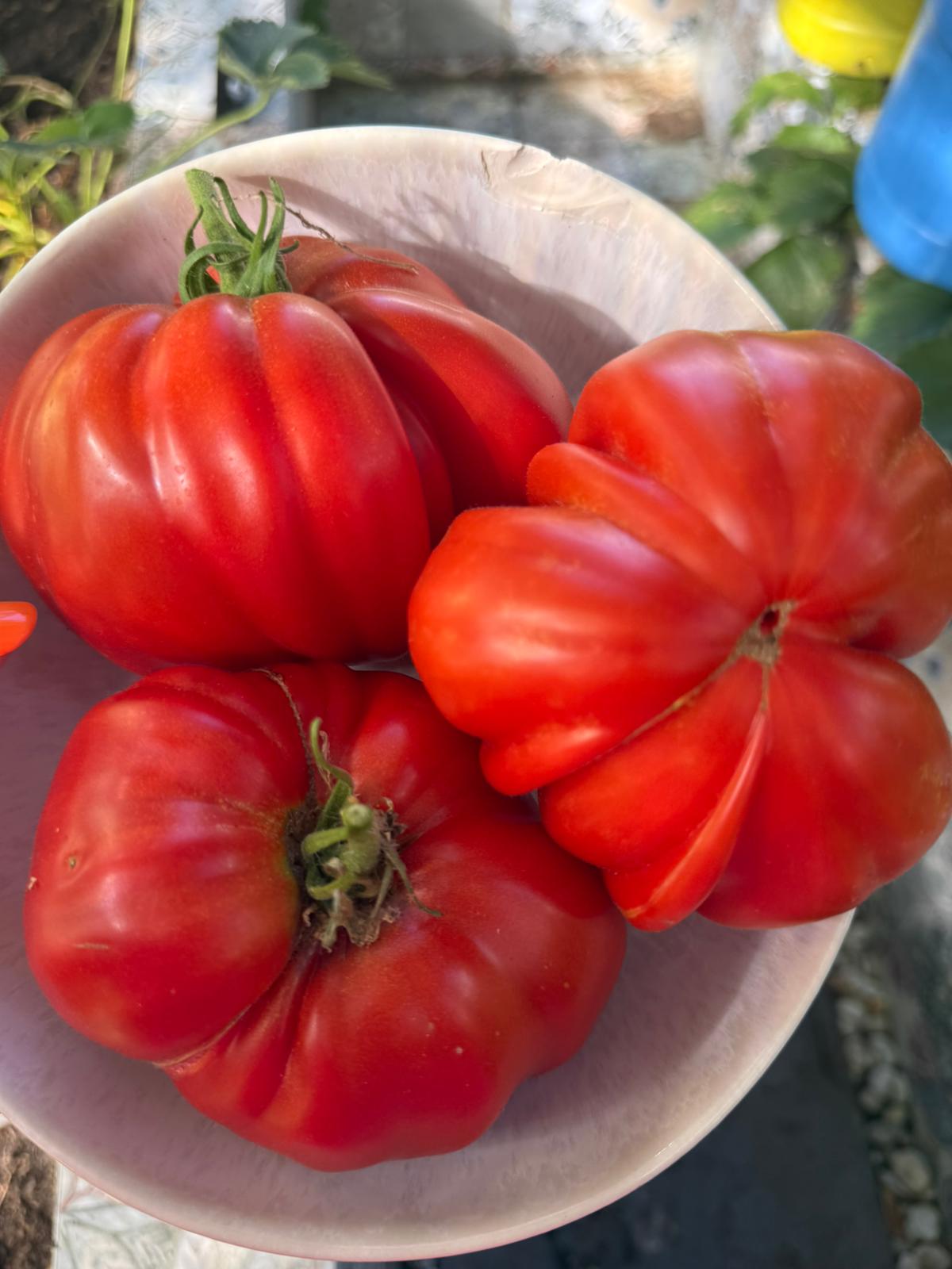 Tomaten Samen - Gigante Francese di Grenoble