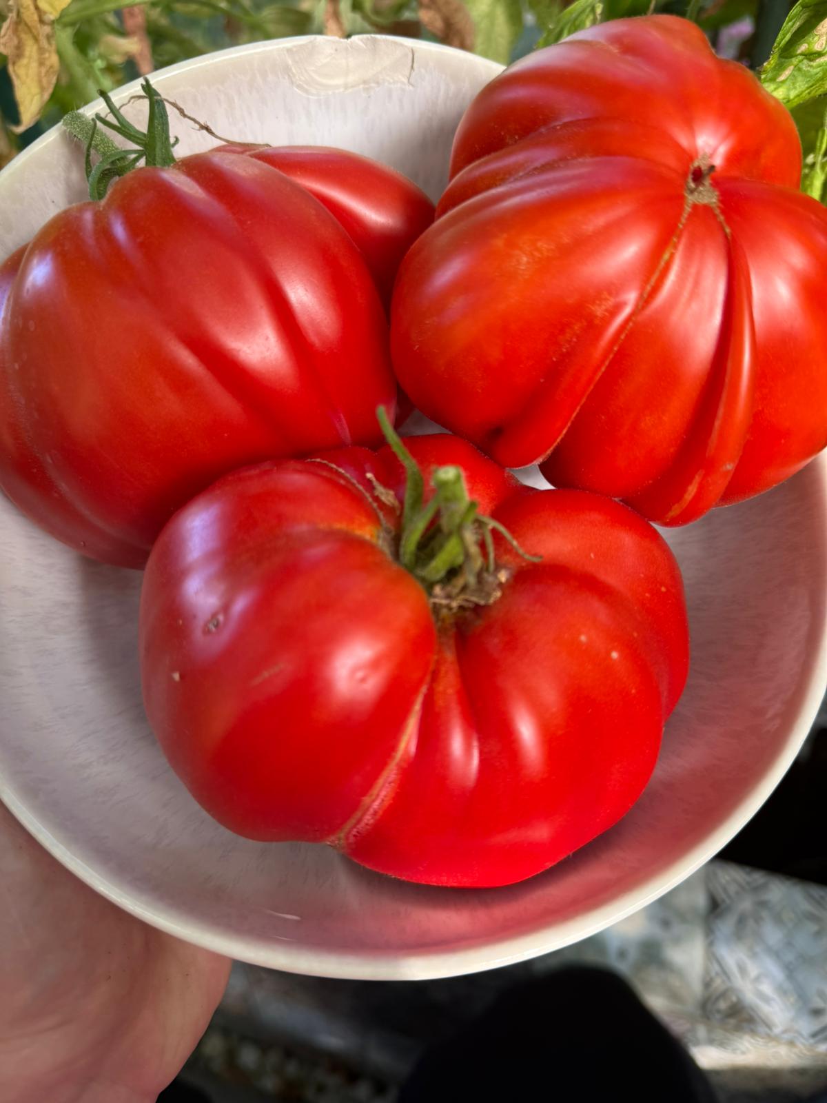 Tomaten Samen - Gigante Francese di Grenoble