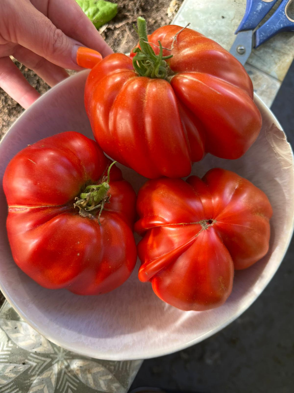 Tomaten Samen - Gigante Francese di Grenoble