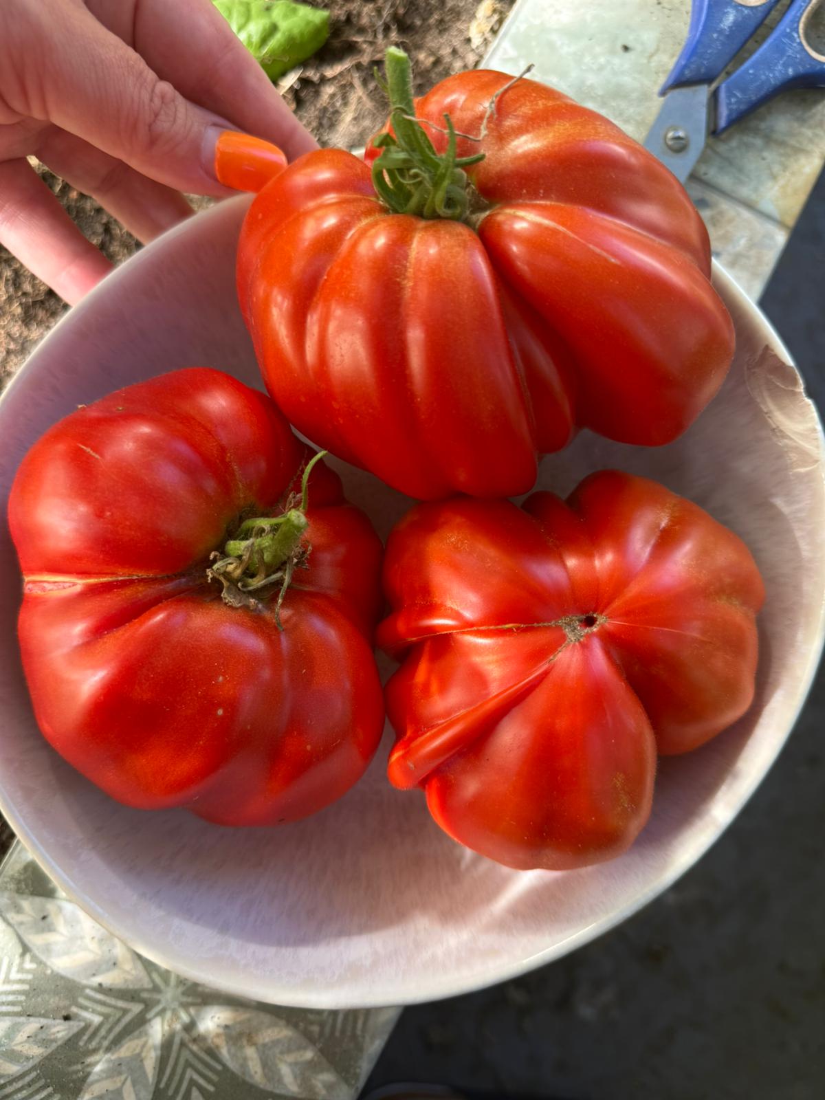 Tomaten Samen - Gigante Francese di Grenoble