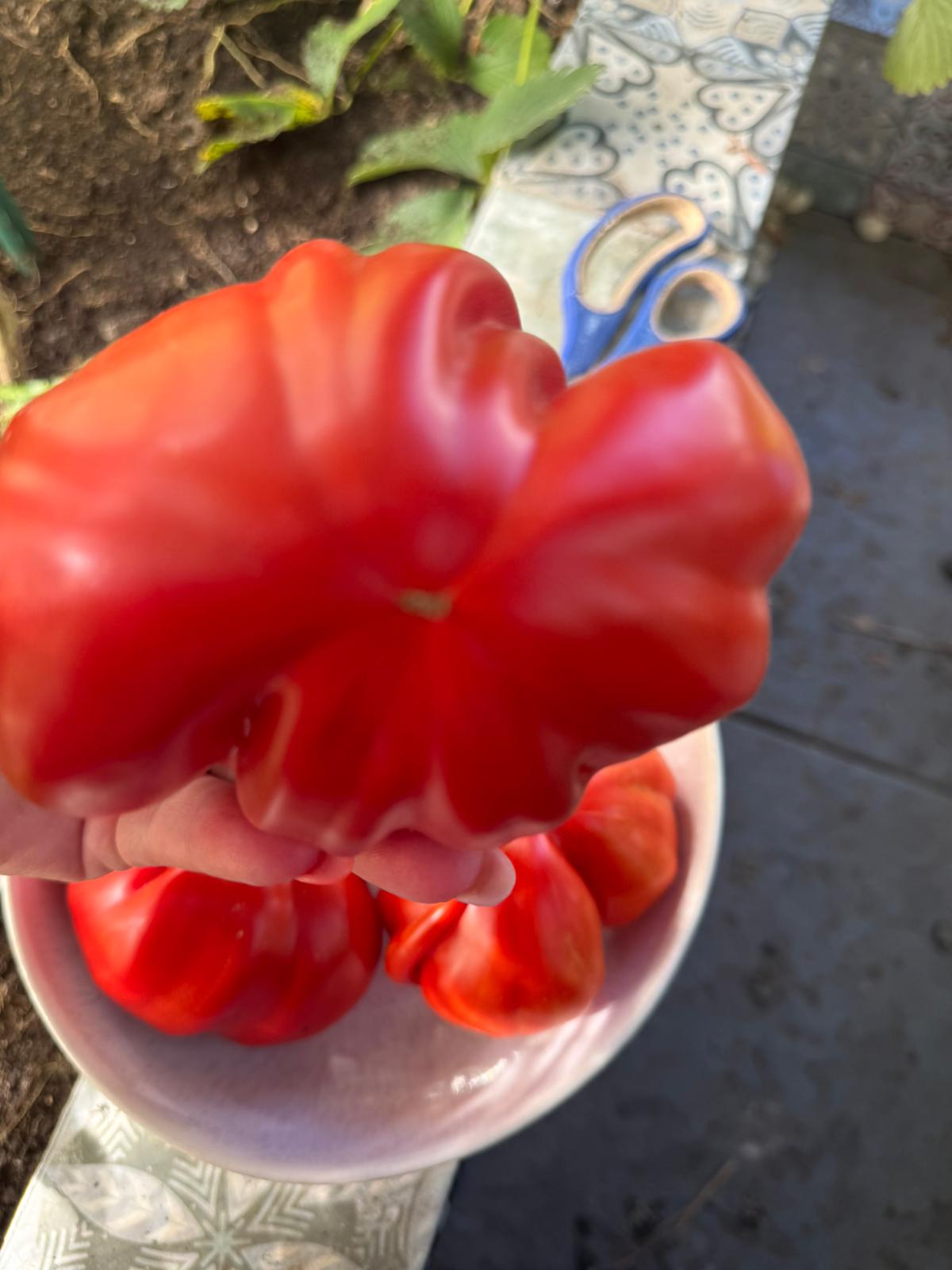 Tomaten Samen - Gigante Francese di Grenoble