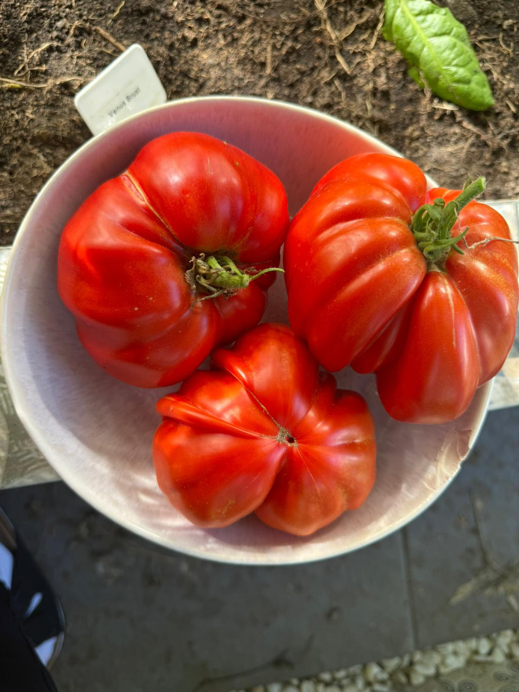 Tomaten Samen - Gigante Francese di Grenoble