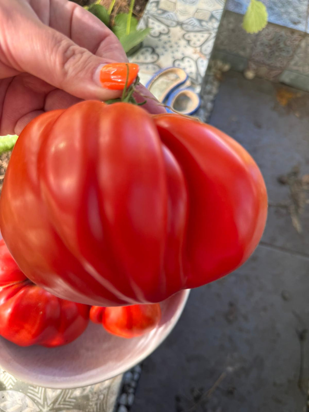 Tomaten Samen - Gigante Francese di Grenoble