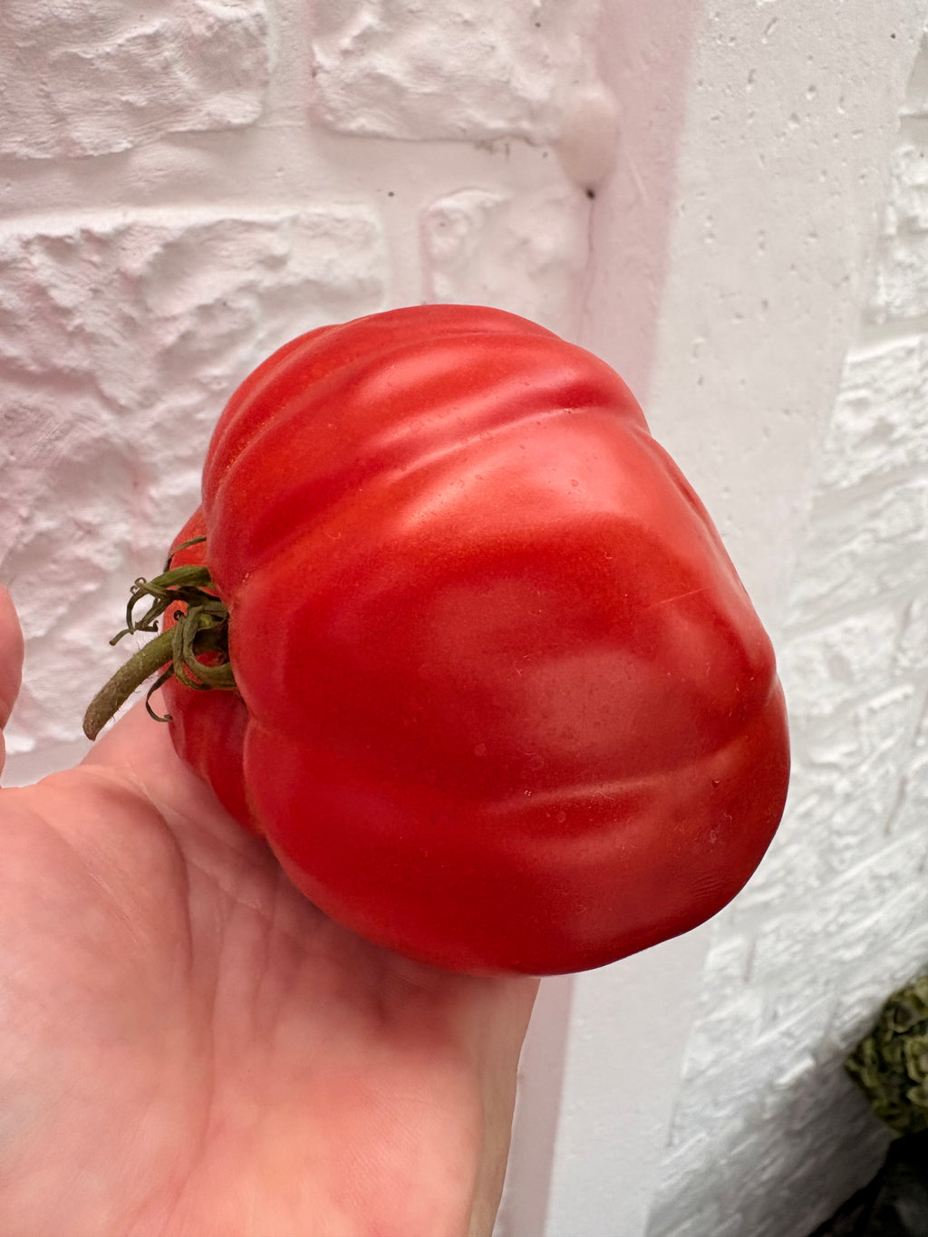 Manomachshut Tomaten Samen