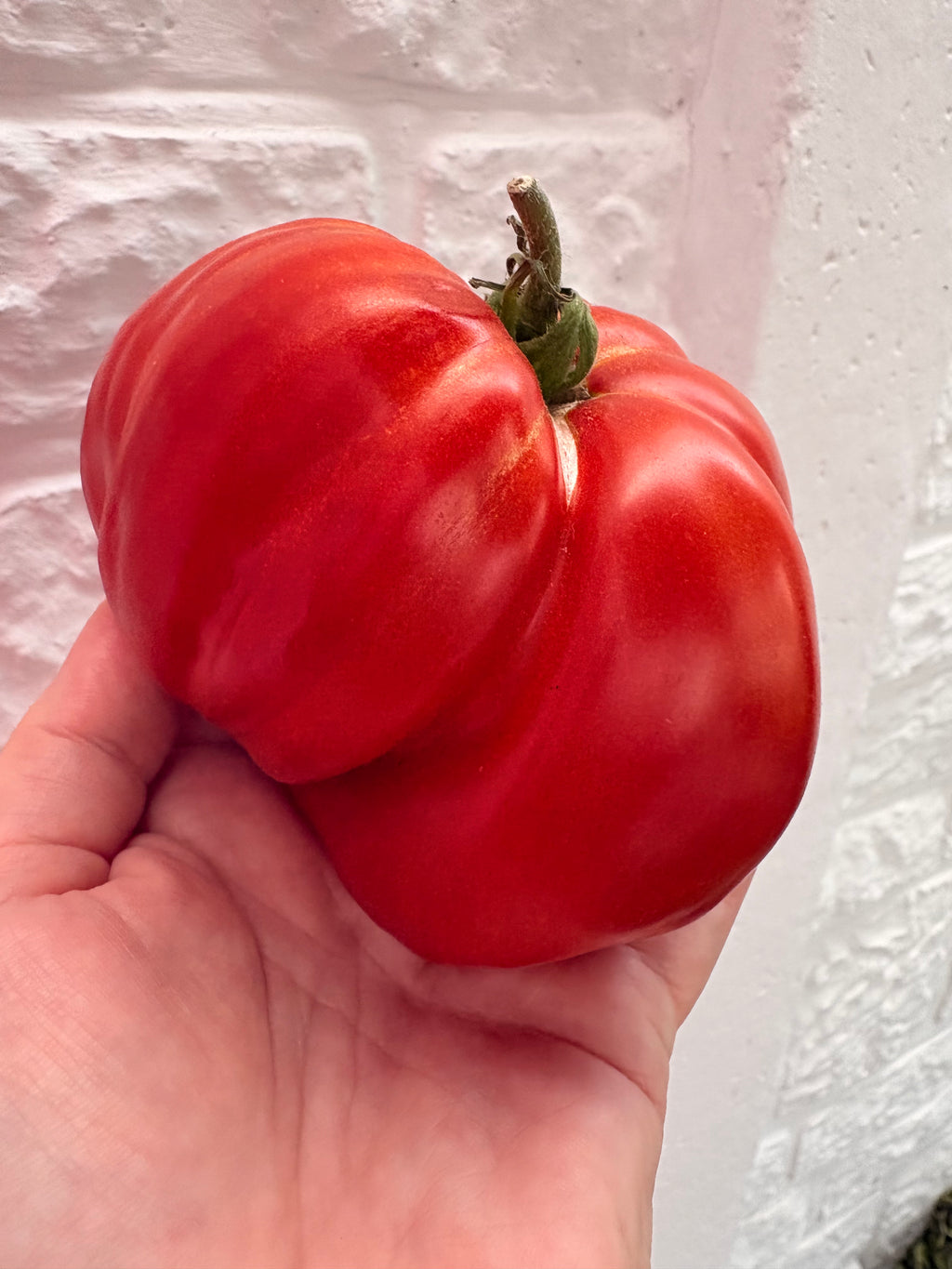 Manomachshut Tomaten Samen