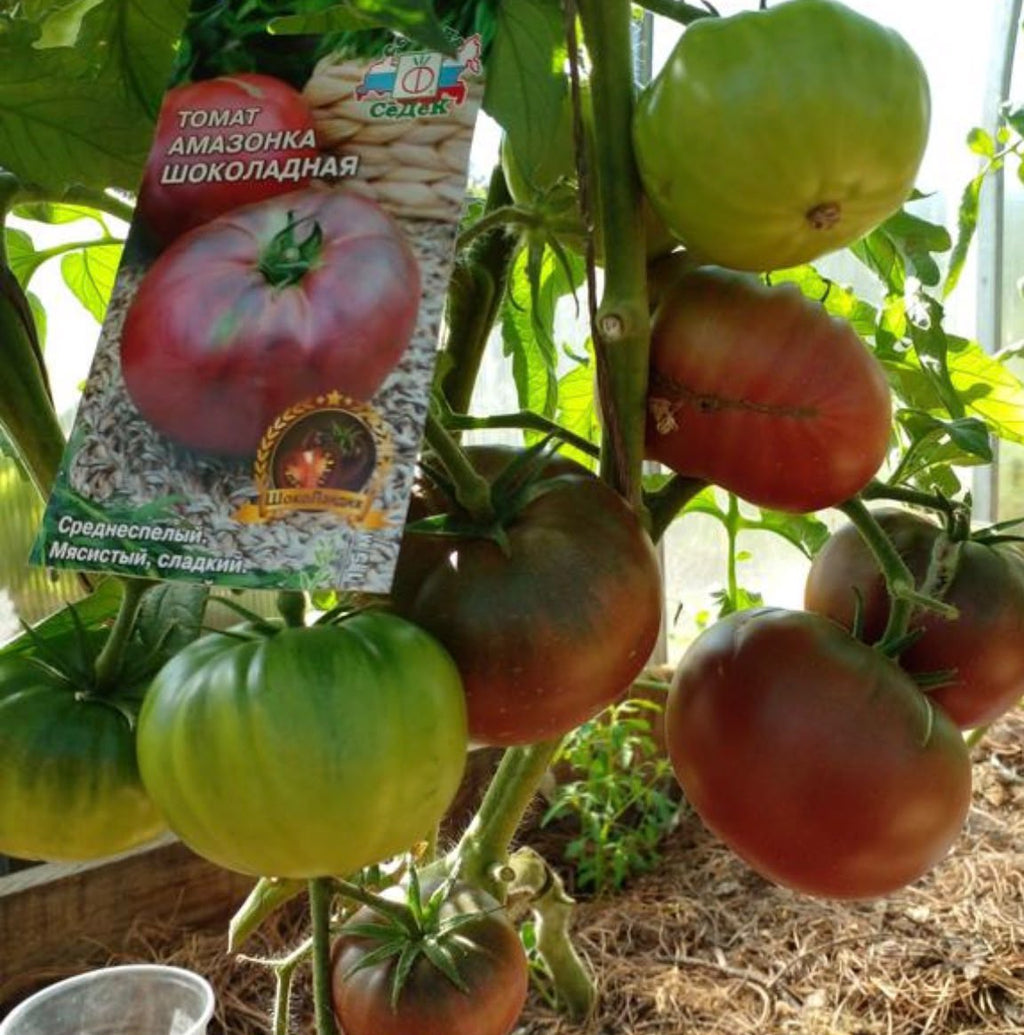 Tomaten Samen - Амазонка шоколадная