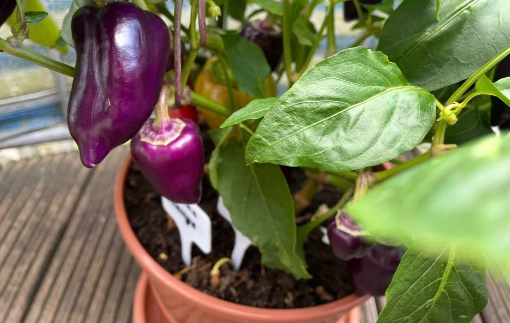 Paprika Samen - lila Paprika - purple - Лайлак бэлл