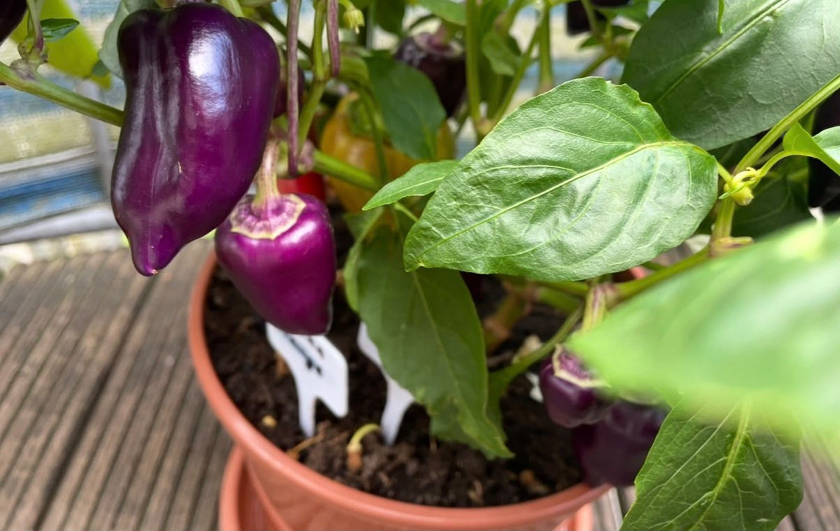 Paprika Samen - lila Paprika - purple - Лайлак бэлл
