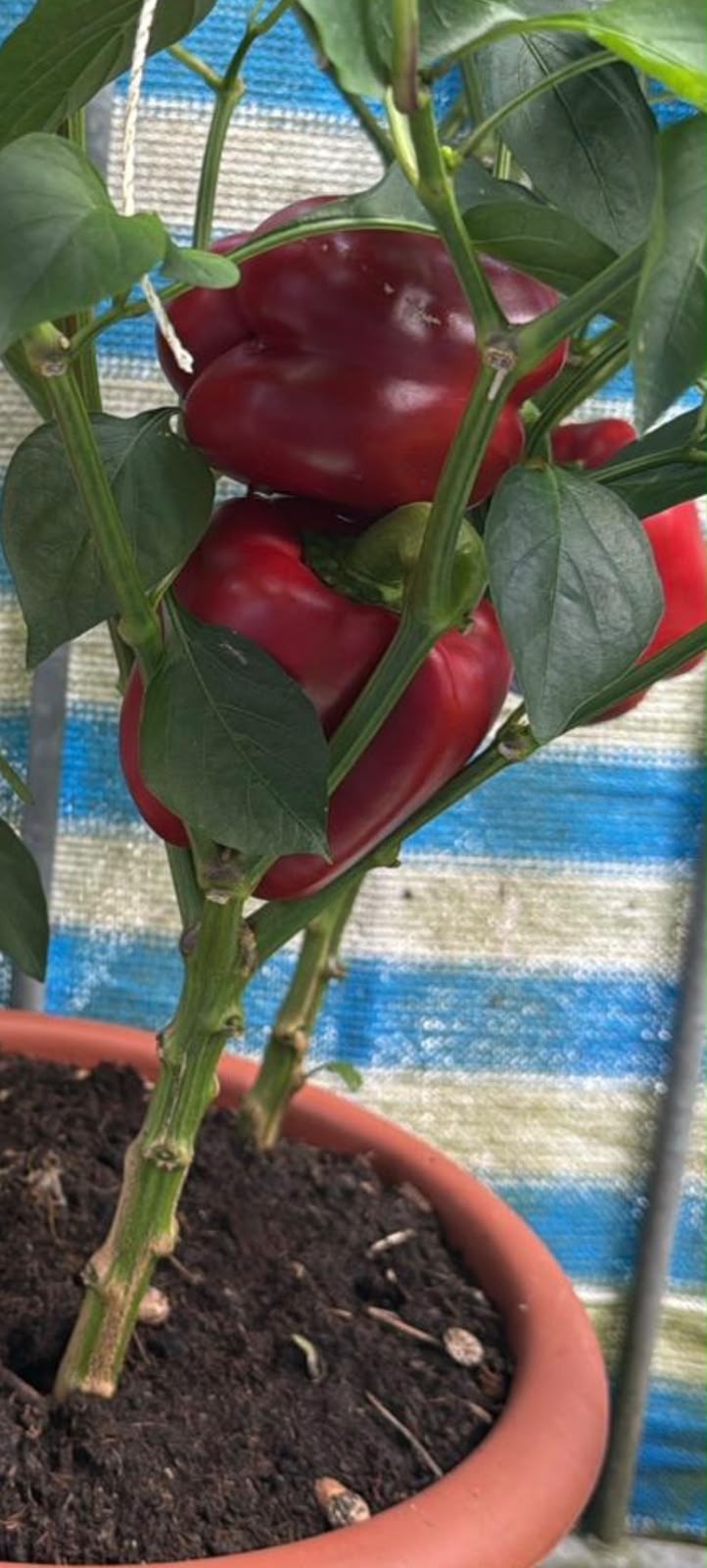 Paprika Samen - Rote Block - Regenbogenglocke