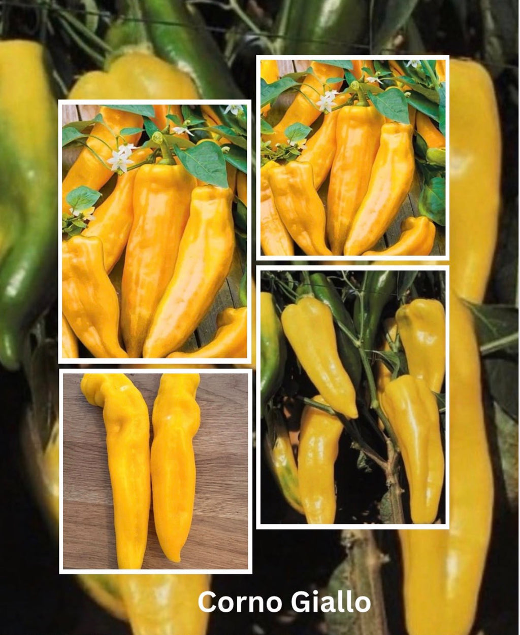 Spitzpaprika Samen Gelb - Corno Giallo