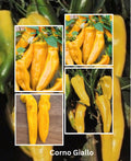 Spitzpaprika Samen Gelb - Corno Giallo