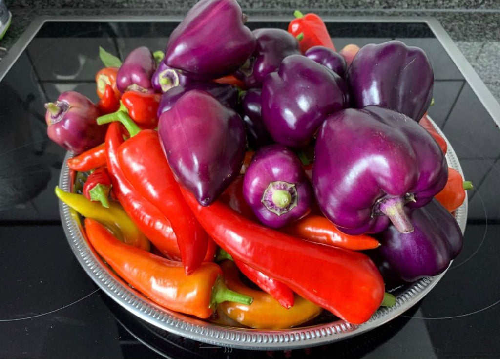Paprika Samen - lila Paprika - purple - Лайлак бэлл
