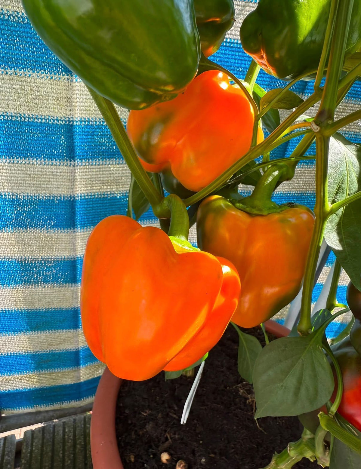 Paprika Samen - Orange Wunder - Block Paprika