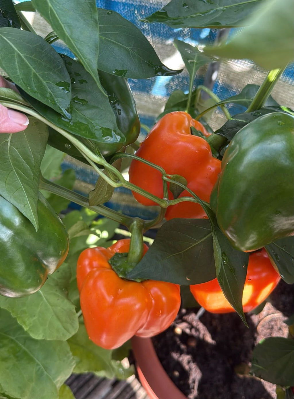 Paprika Samen - Orange Wunder - Block Paprika