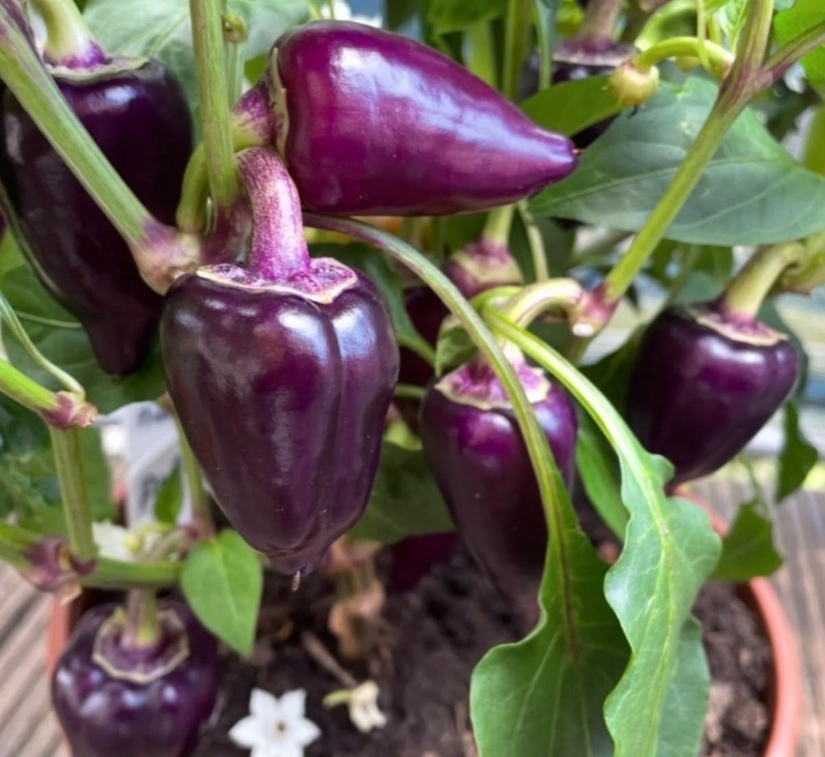 Paprika Samen - lila Paprika - purple - Лайлак бэлл