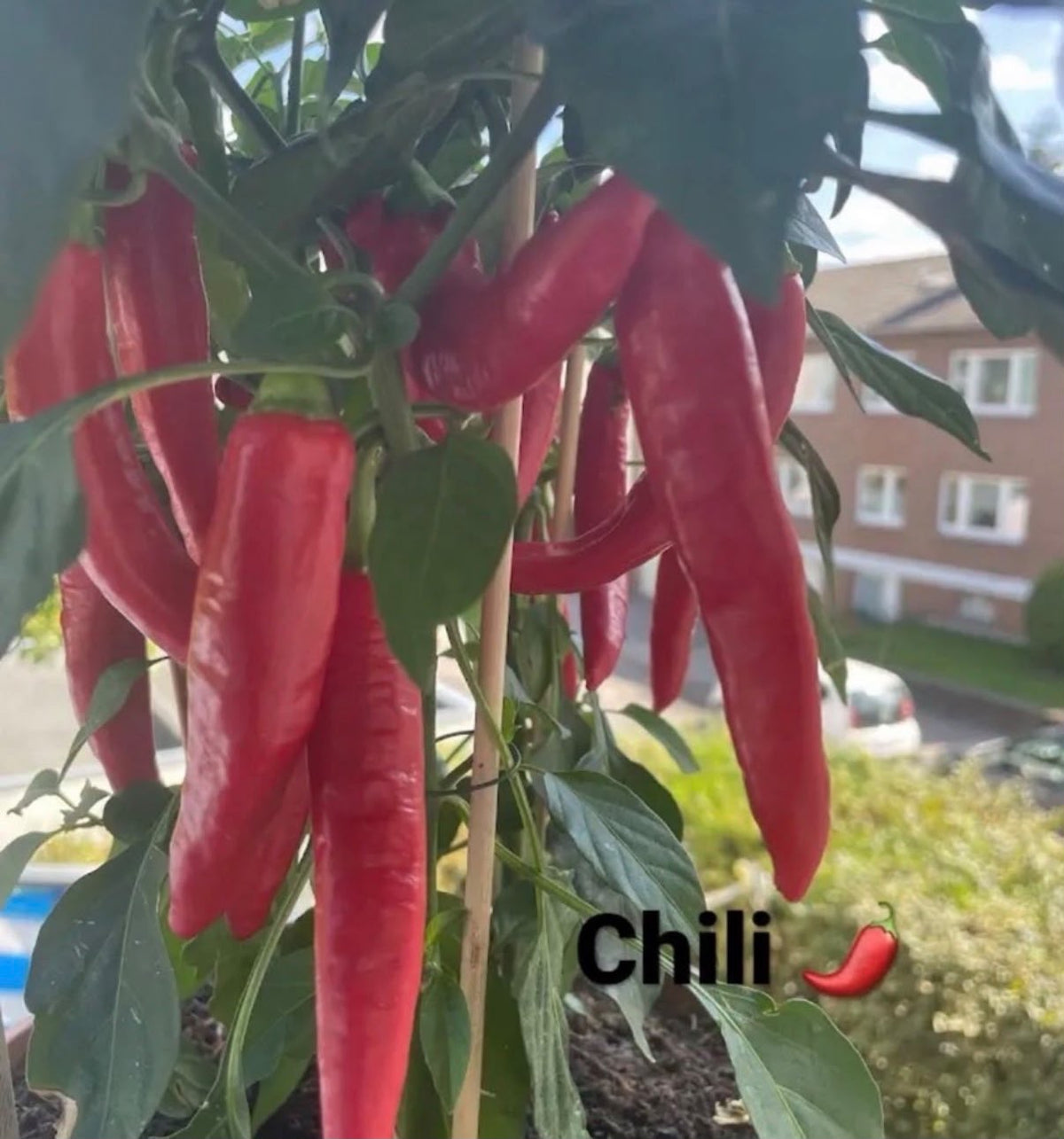 Chili Samen - Cayenne- rot