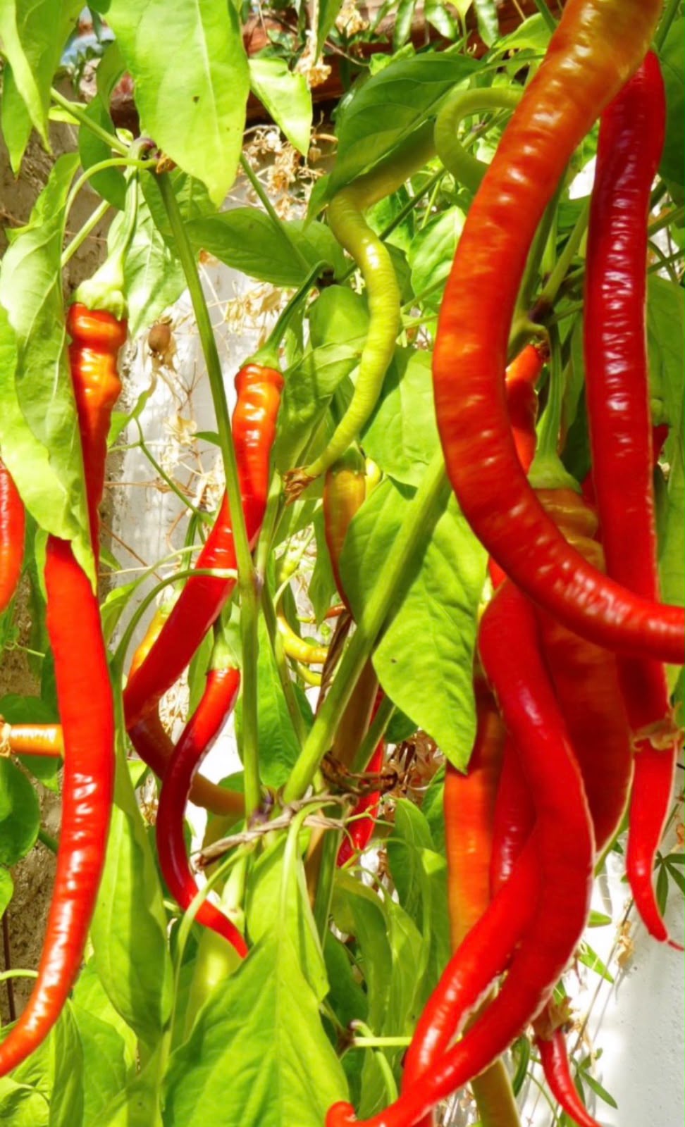 Chili Samen - Cayenne- rot