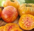 Tomaten Samen - Rätsel der Natur - Загадка природы