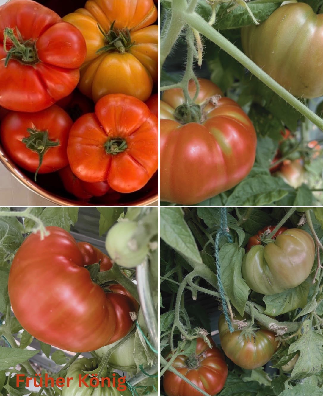 Tomaten Samen - Früher König - Король ранних