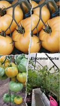 Tomaten Samen - Creme Torte - weißes Eiscreme genannt